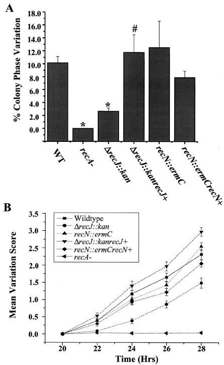 Mutations In Recj But Not Recn Disrupt Pilus Antigenic Variation