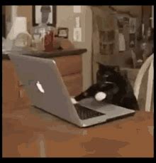 Typing Cat GIFs | Tenor