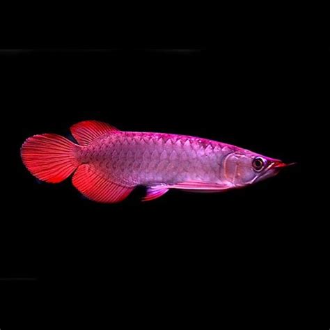 Planet Arowana Green Arowana for sale