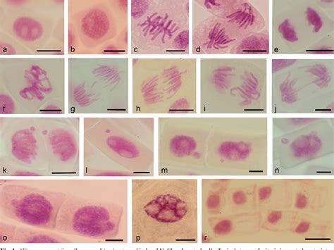 Pdf Allium Cepa Root Meristem Cells Under Osmotic Sorbitol And Salt