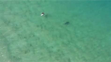 Drone Captures Shark Approaching Surfer World News Sky News