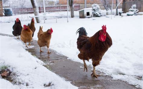 How to Care for Chickens in the Winter? - LearnPoultry