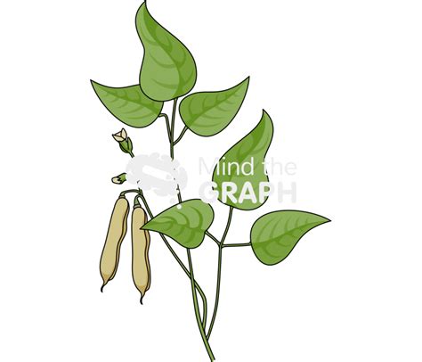 Bean Plant Drawing