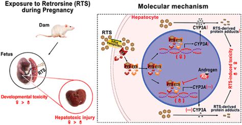 Prenatal Exposure To Retrorsine Induces Developmental Toxicity And