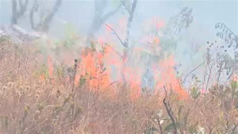 Em meio a calor e falta de chuva incêndios florestais aumentam 117 em