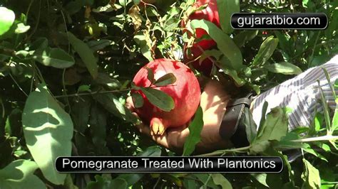 Pomegranate With Plantonics Organic Fertilizer Youtube