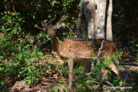 Wildlife in Yala National Park - GlobeTrove