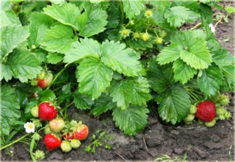 Truskawka Polka Fragaria Ananassa Polka