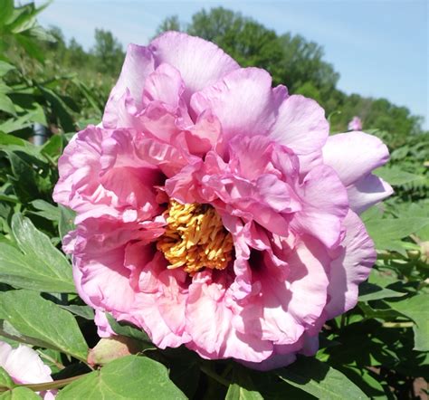 Ganymede Tree Peony Halifax Perennials Inc