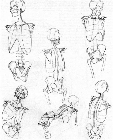 Character anatomy – Artofit