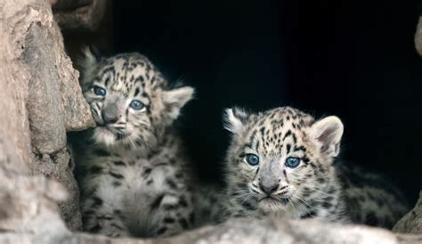 Snow Leopard In Nepal Facts Location Spotting Season Trek