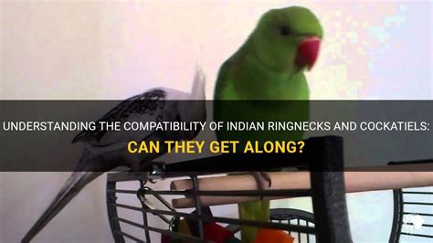 Understanding The Compatibility Of Indian Ringnecks And Cockatiels Can