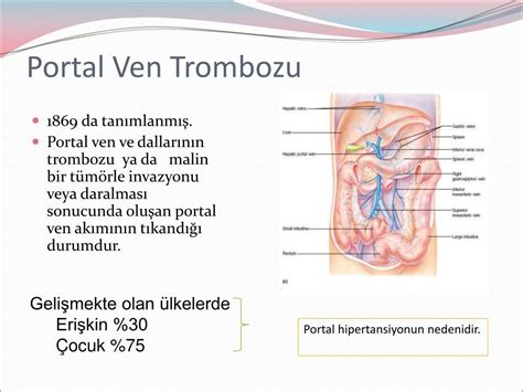 PPT Prof Dr Fulya Günşar 22 4 2010 PowerPoint Presentation free