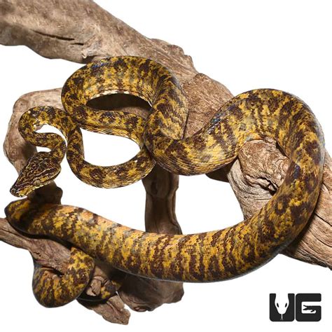 Emerald Tree Boas For Sale Underground Reptiles