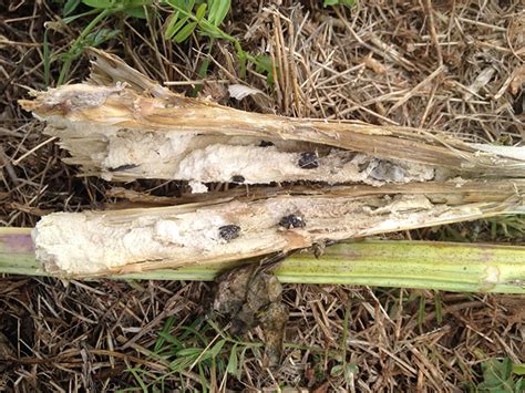 Sclerotinia Stem Rot Of Canola Oklahoma State University