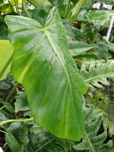 Beautiful Philodendron Lacerum Kens Nursery