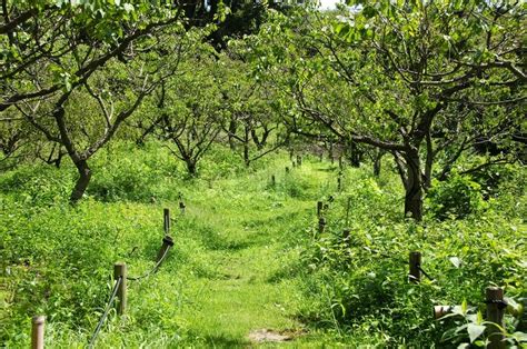 Japanese plum orchard in summer with ... | Stock image | Colourbox