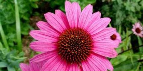 Propriet Benefiche Dell Echinacea Benessereblog