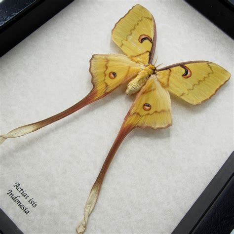 Rare Sulawesi Moon Moth Framed Actias Isis Female Etsy