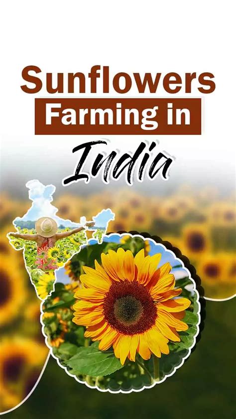 Sunflower Farming Tips in India - Sunflower Seeds Benefits