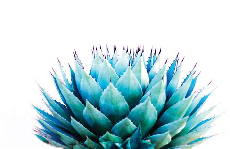 Beyond tequila: Blue agave offers medical promise | Modern Healthcare