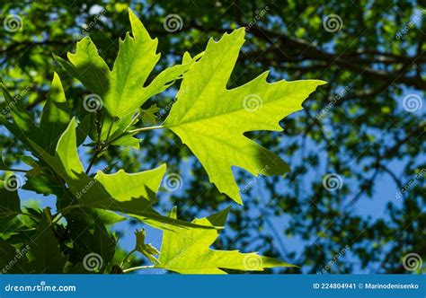 221 Young Sycamore Tree Leaves Photos - Free & Royalty-Free Stock ...