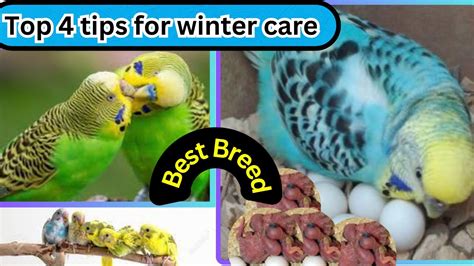 Birds Winter Care Tips In Hindi Urdu Budgie S Winter Care Routine