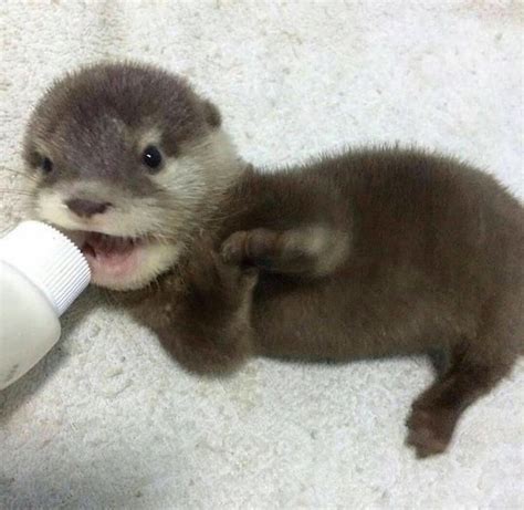 30 Pics of Baby Otters to Brighten Your Day