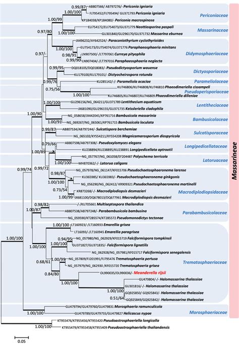 Randomized Axelerated Maximum Likelihood Raxml Tree Based On