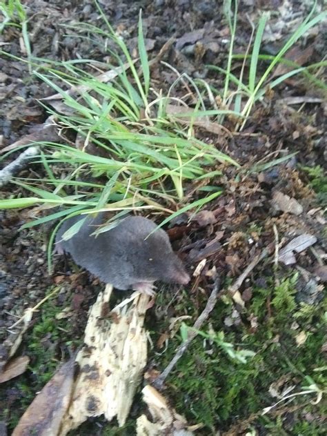 Found a tiny mole outside my house : r/MakeMeSmile