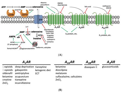 Adenosine Drug