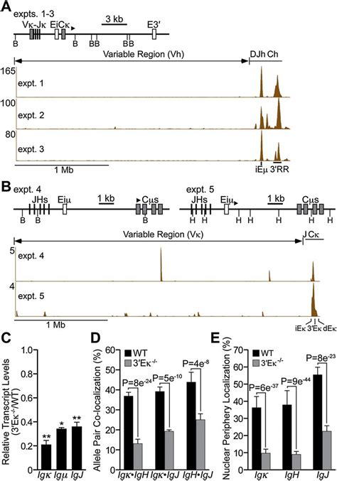 Pronounced Cohabitation Of Active Immunoglobulin Genes From Three