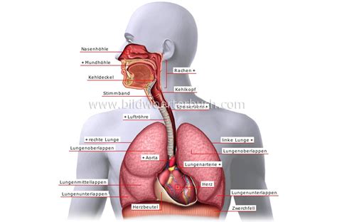 Mensch Anatomie Luftwege Luftwege Bild Bildw Rterbuch