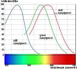 Farveblindhed L S Om Typer Forekomst Og Farvesansen Lex