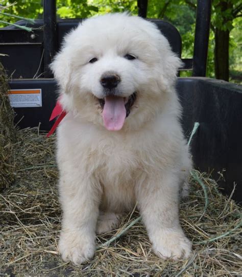 23++ Great pyrenees puppies information