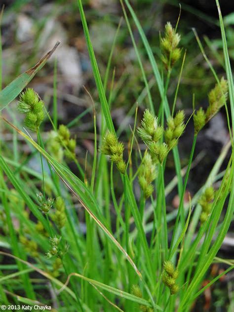 Carex Crawfordii Crawford S Sedge Minnesota Wildflowers