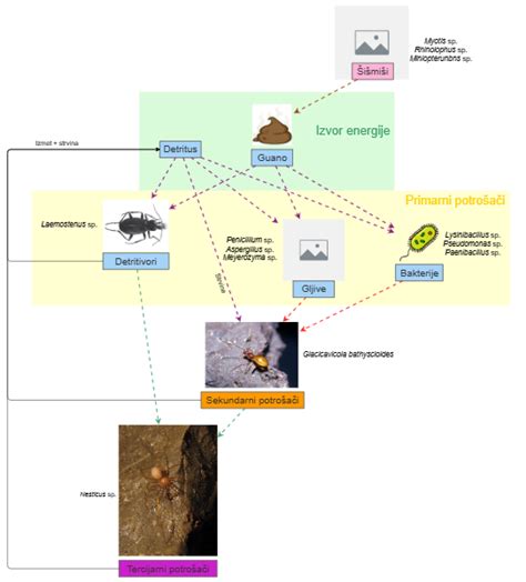 Clone Of Cave Food Web Insight Maker