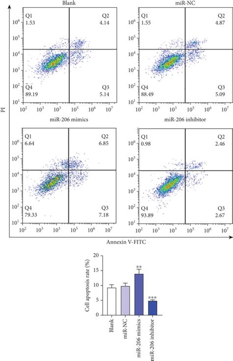 The Influence Of Mir 206 On Epc Proliferation Apoptosis Migration