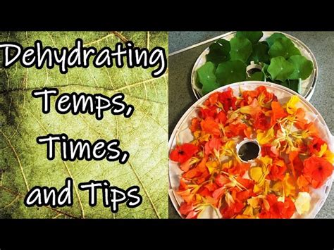 Dehydrating Food Temps Times And Tips Schooltube