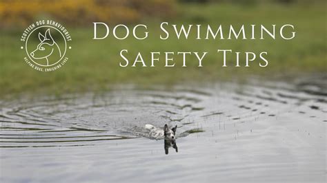 Dog Swimming Safety Tips