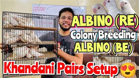 Khandani Pairs Albino Red Eye Black Eye Ino Pairs Colony Breed Vip