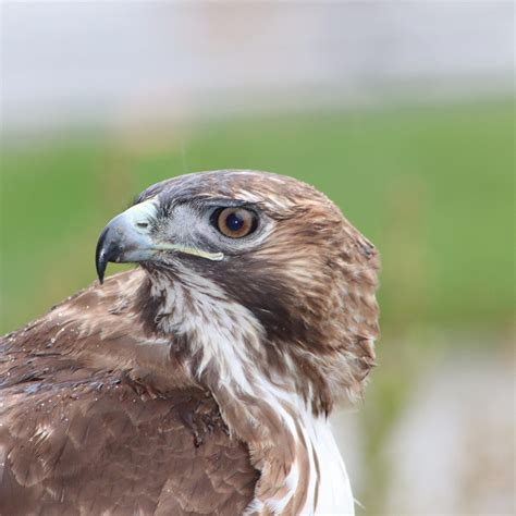 red tail hawk bird  prey  photo  pixabay