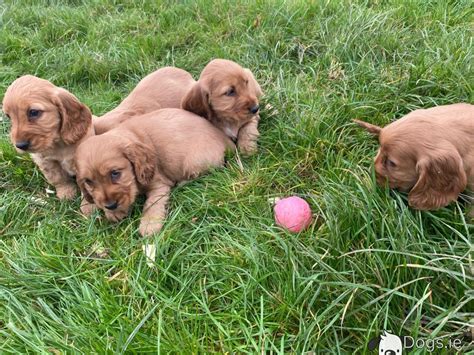 Can keep until Xmas eve Stunning Golden Cocker Spaniel puppies