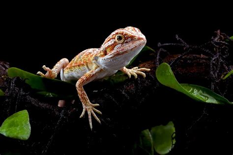 Edible Plants For Bearded Dragon Enclosures Reptile Craze