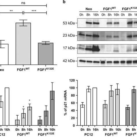 The K E Mutation Inhibits Fgf Neurotrophic Activity A And B Neo