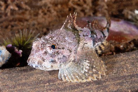 Shorthorn Sculpin Gulf Of Maine Photograph By Andrew J Martinez