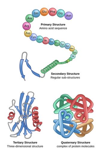 Biochemistry Diagram Show Levels Of Protein Structure From Amino Acid ...