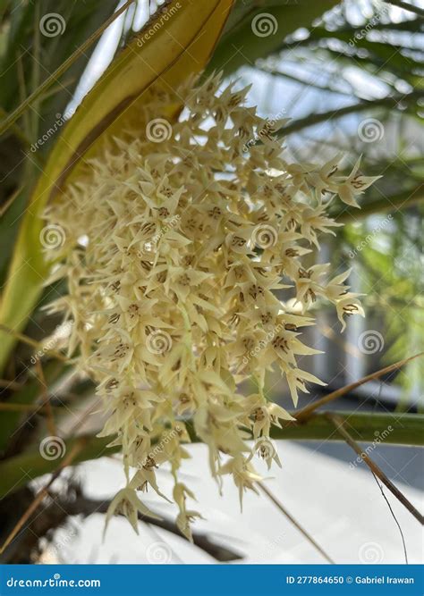 Pygmy Date Palm Miniature Date Palm Or Just Robellini Royalty Free