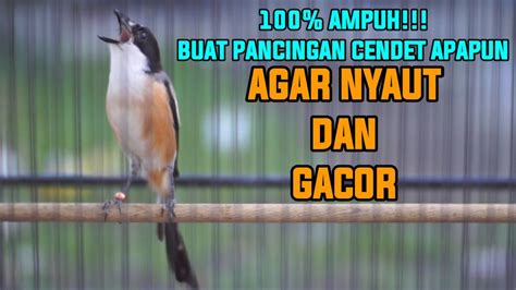 Suara Cendet Gacor Full Tembakan Isian Ampuh Memancing Cendet