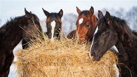 What is equine pythiosis?